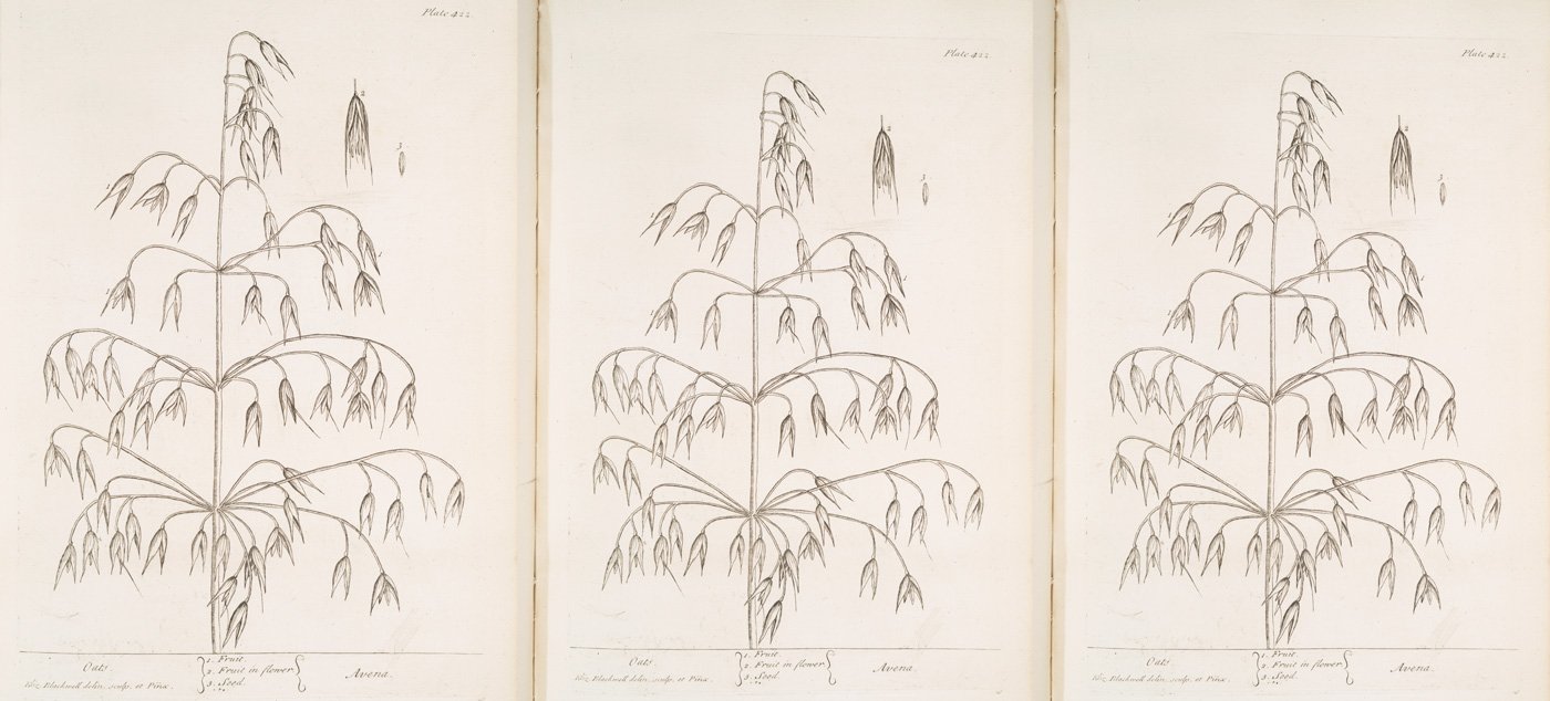 Ilustracao de aveia