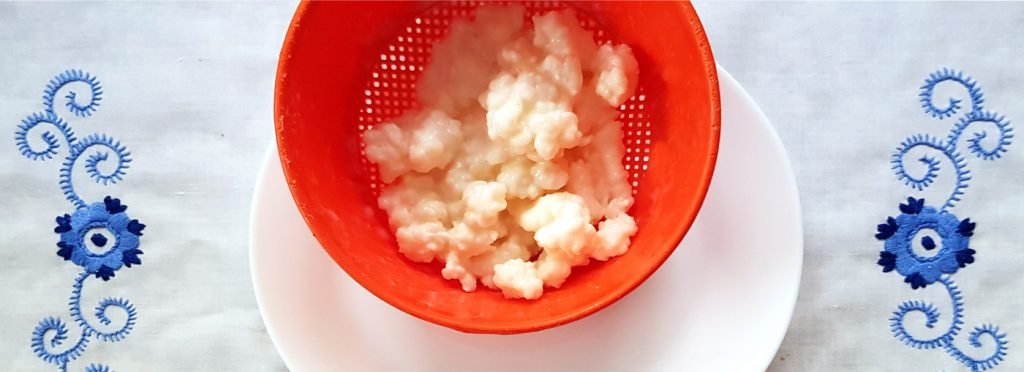 Grãos de kefir