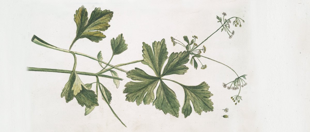 Salsa - Petroselinum crispum